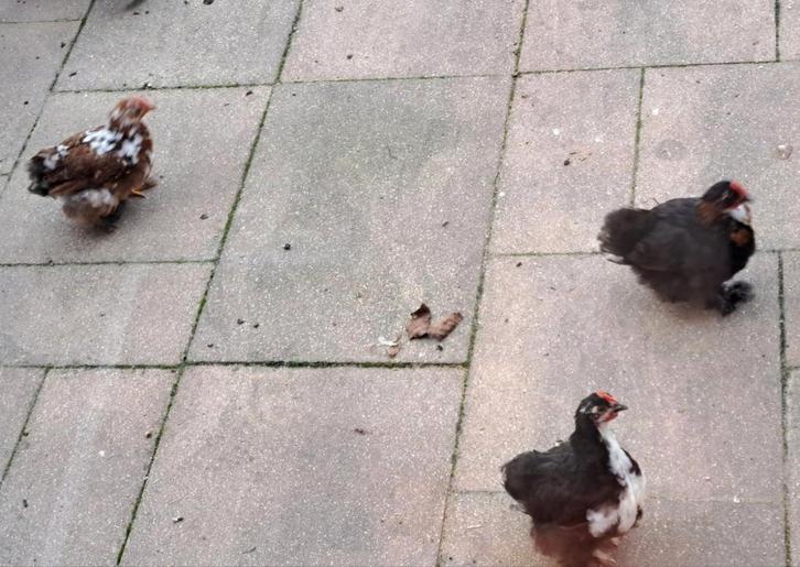 Cochin kriel kuikentje - Hanen, Dieren en Toebehoren, Vogels | Overige Vogels, Mannelijk