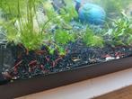Garnalen, Dieren en Toebehoren, Vissen | Aquaria en Toebehoren, Ophalen of Verzenden, Zo goed als nieuw, Plant(en), Steen of Hout