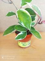 Hoya outer variegata potmaat 8 nummer h26, Ophalen of Verzenden, Halfschaduw, Minder dan 100 cm