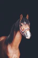 Super c pony met toekomst!, Dieren en Toebehoren, Pony's, Merrie, Dressuurpony, 3 tot 6 jaar, C pony (1.27m tot 1.37m)