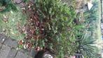 Gratis tuinplanten, Ophalen, Vaste plant, Overige soorten, Halfschaduw