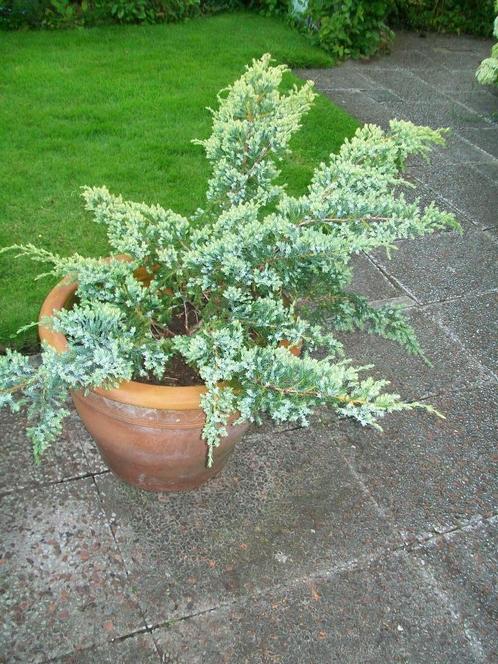 stenen bruine pot gevuld met de vaste blauw spar denneboom, Tuin en Terras, Planten | Tuinplanten, Vaste plant, Overige soorten