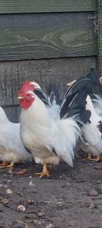 2 x Chabo haan wit-zwart staart gratis af te halen, Dieren en Toebehoren, Pluimvee, Mannelijk, Kip