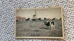 Ansichtkaart Terschelling Formerum Molen. 893, Ophalen of Verzenden, 1940 tot 1960, Ongelopen, Waddeneilanden