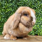 Lieve Minilop x NHD hangoor dwerg konijn voedster ingeënt, Dieren en Toebehoren, Konijnen, Vrouwelijk, Dwerg, Hangoor, 0 tot 2 jaar