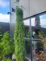 Sequoiadendron gig.Pendulum, Bloeit niet, Overige soorten, 250 tot 400 cm, Ophalen