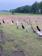 Loopeenden, Dieren en Toebehoren, Meerdere dieren, Eend
