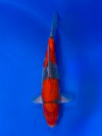 VHQ Jumbo Tosai Goshiki 35-40cm Japanse koi