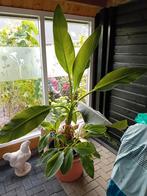 Te koop bananen plant, Ophalen, Zomer, Overige soorten, 100 tot 250 cm