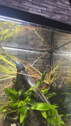 Alligator gar / kaaimanssnoek, Dieren en Toebehoren, Ophalen, Zo goed als nieuw, Gevuld zoetwateraquarium