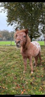 Storm weidemaatje / kinderpony, Dieren en Toebehoren, Ophalen of Verzenden, Zo goed als nieuw, Overige soorten