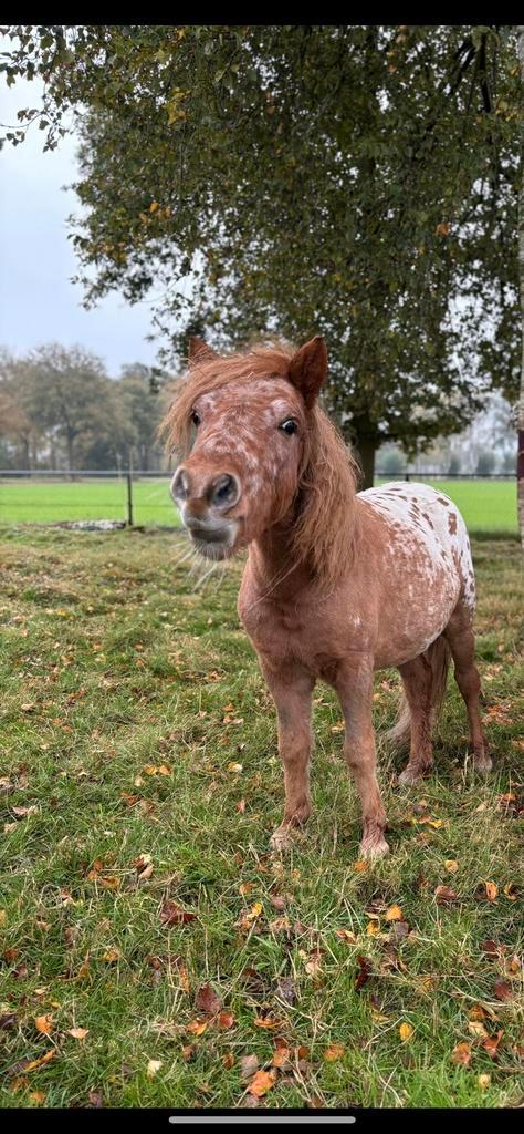 Storm weidemaatje / kinderpony, Dieren en Toebehoren, Paarden en Pony's | Overige Paardenspullen, Zo goed als nieuw, Overige soorten