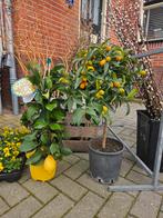 Fruitboompjes: limequat, kumquat, citroen, druif, vijg, Tuin en Terras, Planten | Fruitbomen, Ophalen, Overige soorten