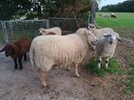 Te koop:overloper moorit ooi Blauwe Texelaar x Bleu du Maine, Dieren en Toebehoren, Schapen, Geiten en Varkens, Vrouwelijk, Schaap