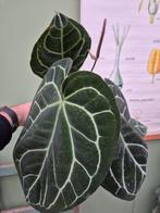 Anthurium Crystallinum Hybriden p17 XXL (12), Huis en Inrichting, Kamerplanten, Ophalen of Verzenden, Minder dan 100 cm