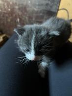 kittens zijn inmiddels allen gereserveerd, Dieren en Toebehoren, Katten en Kittens | Raskatten | Korthaar, Kater, 0 tot 2 jaar