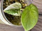 Alocasia Silver Dragon Variegata, Huis en Inrichting, Kamerplanten, Overige soorten, In pot, Minder dan 100 cm, Bloeiende kamerplant