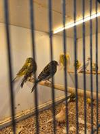 Mooie kanaries, Dieren en Toebehoren, Vogels | Kanaries, Meerdere dieren, Kleurkanarie