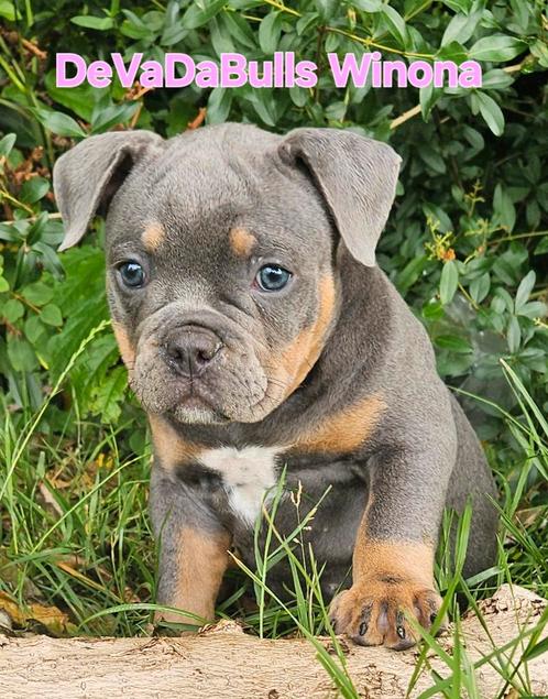 Uitzetgezin gezocht voor deze prachtige dame, Dieren en Toebehoren, Honden | Bulldogs, Pinschers en Molossers, Teef, Bulldog, Fokker | Hobbymatig