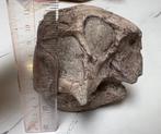 Psittacosaurus (dinosaurus) schedel, Verzamelen, Mineralen en Fossielen, Ophalen of Verzenden, Fossiel