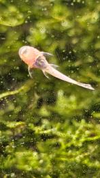 Jonge  borstelneus Albino algeneters