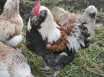 Gevraagd: Duitse Faverolles hanen van zo'n 8 maand oud!, Dieren en Toebehoren, Pluimvee, Mannelijk, Kip