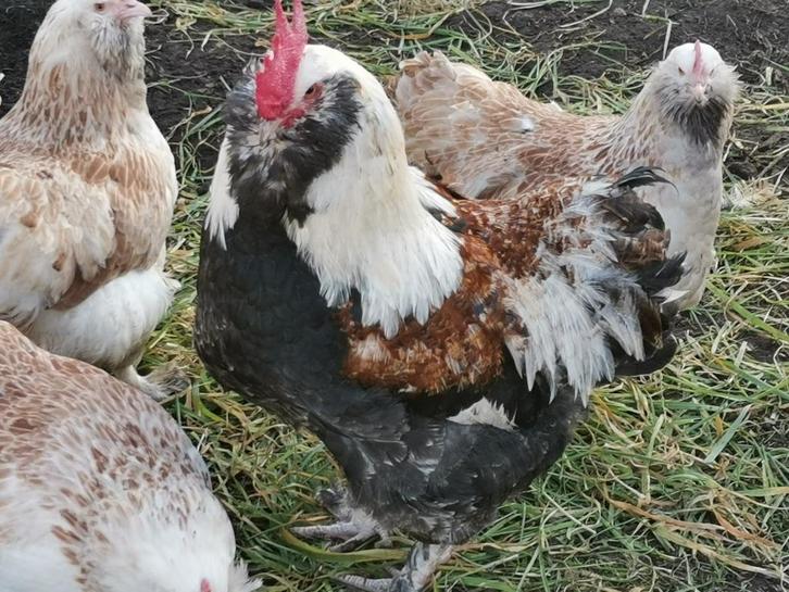 Gevraagd: Duitse Faverolles hanen van zo'n 8 maand oud!, Dieren en Toebehoren, Pluimvee, Kip, Mannelijk