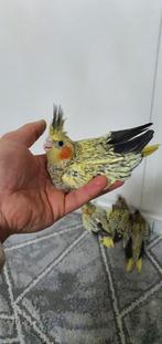 Vogels, Dieren en Toebehoren, Vogels | Parkieten en Papegaaien, Meerdere dieren, Parkiet