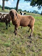 Mooi bergschaap koppel!, Dieren en Toebehoren, Schapen, Geiten en Varkens, Meerdere dieren, Schaap, 0 tot 2 jaar