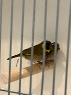 Koppel kleine cubavinken, Dieren en Toebehoren, Vogels | Overige Vogels, Meerdere dieren, Geringd