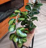 Hoya Mix, Ophalen of Verzenden, Halfschaduw, Minder dan 100 cm