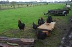 Jersey Giant broedeieren, Dieren en Toebehoren, Pluimvee, Geslacht onbekend, Kip