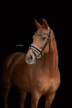 Brave 12-jarige KWPN merrie van Apache x Welt Hit II, Dieren en Toebehoren, Paarden, Merrie, Gechipt, Dressuurpaard, L