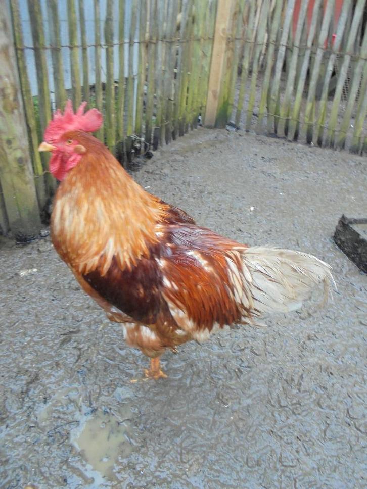 broedeieren diverse, Dieren en Toebehoren, Pluimvee, Kip, Geslacht onbekend