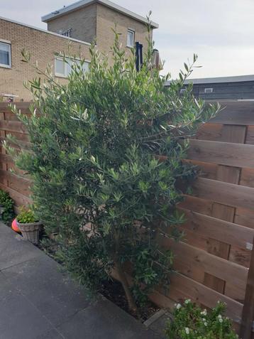 Grote olijfboom +175 cm vaste plant met olijven  beschikbaar voor biedingen