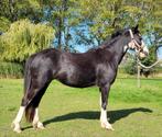 Leuke welsh pony, Dieren en Toebehoren, Pony's, Merrie, C pony (1.27m tot 1.37m), Ontwormd, 0 tot 2 jaar