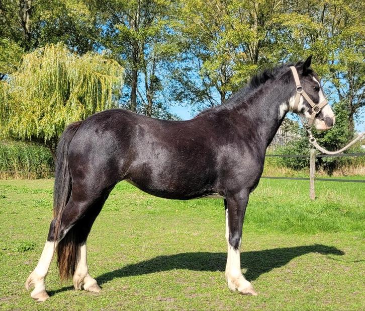 Leuke welsh pony, Dieren en Toebehoren, Pony's, Merrie, C pony (1.27m tot 1.37m), 0 tot 2 jaar, Ontwormd