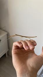 Indische wandelende tak eitjes, Dieren en Toebehoren, Insecten en Spinnen, Wandelende tak