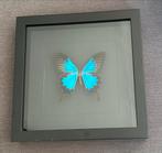 Ingelijste Vlinder, Ophalen, Zo goed als nieuw, Hout, Minder dan 50 cm