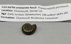 Iron pyrite ammonite fossil - Fossiel 196 miljoen jaar oud, Ophalen of Verzenden, Fossiel