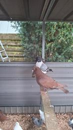 Kleurpostduiven, Dieren en Toebehoren, Meerdere dieren, Overige soorten