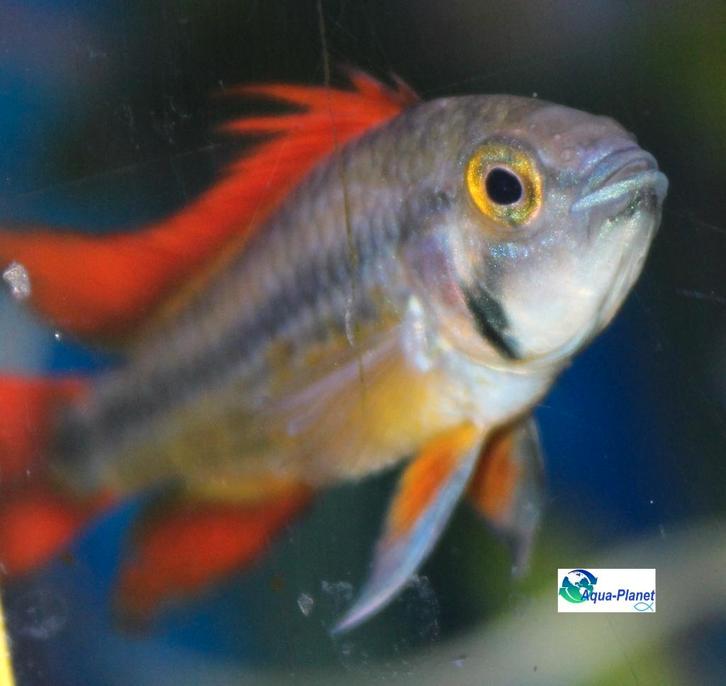 Apistogramma cacatuoides "Orange", Dieren en Toebehoren, Vissen | Aquariumvissen, Zoetwatervis, Vis