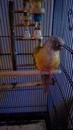 Pyhurra, Dieren en Toebehoren, Vogels | Parkieten en Papegaaien, Parkiet