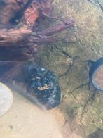 Tijger oscar met spoed, Dieren en Toebehoren, Vissen | Aquariumvissen, Vis