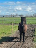 Bomproef ijslandse ruin te koop uit 2009, Ruin, Gechipt, 11 jaar of ouder