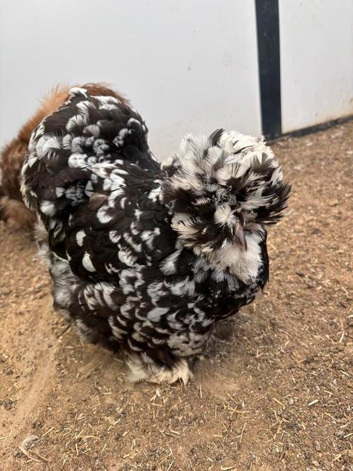 Broedeieren zijdehoen usa, Dieren en Toebehoren, Pluimvee, Kip, Meerdere dieren