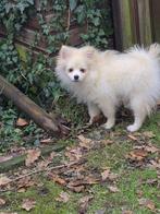 VREUGDE VOOR ELKE ZORGZAME FAMILIE!!!, België, Fokker | Hobbymatig, 15 weken tot 1 jaar, Parvo