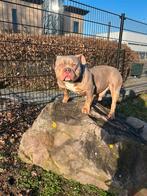 Tri color dekreu getest  foto's aanwezig., Reu, 1 tot 2 jaar, Parvo, Bulldog