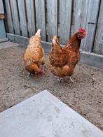 Compleet luxe kippenhok met 2 legkippen – automatisch voer-, Dieren en Toebehoren, Vrouwelijk, Kip