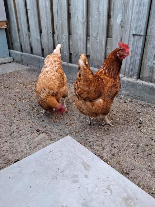 Compleet luxe kippenhok met 2 legkippen – automatisch voer-, Dieren en Toebehoren, Pluimvee, Kip, Vrouwelijk